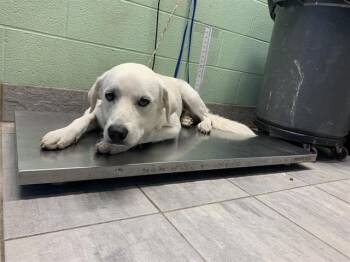 Rescue Labrador Retriever and Mixed Breed Dogs for Adoption in Grand Prairie, Texas - STEVIE | PetCurious