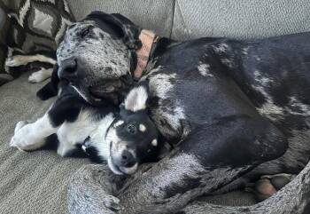 Duke the Dane -  Great Dane Dog for Adoption in Brewster, New York - Duke The Dane | PetCurious