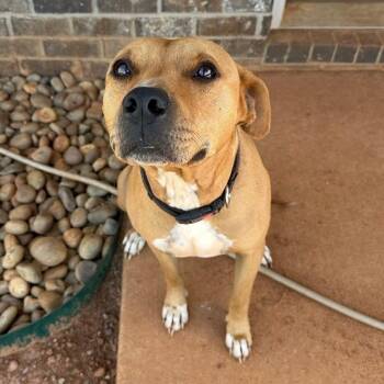 Roscoe -  American Bulldog Dog for Adoption in Columbus, Georgia - Roscoe | PetCurious