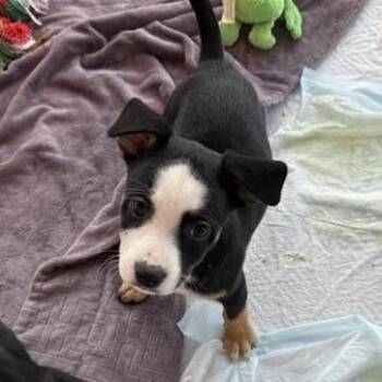 Bubble Gum -  Mixed Breed Dog for Adoption in Bentonville, Arkansas - Bubble Gum | PetCurious