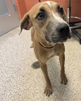 MISTY -  Pit Bull Terrier Dog for Adoption in Pueblo, Colorado - MISTY | PetCurious