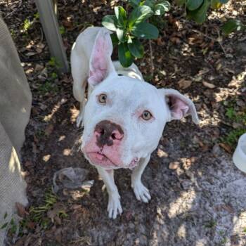 Rescue Pit Bull Terrier Dogs for Adoption in Lake Panasoffkee, Florida - Dobby | PetCurious