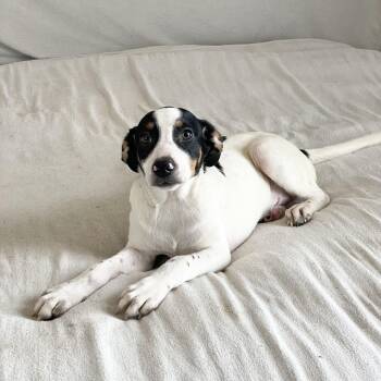 Beagle and Hound Dogs Available for Adoption in Burlington, North Carolina - Darling Tris | PetCurious
