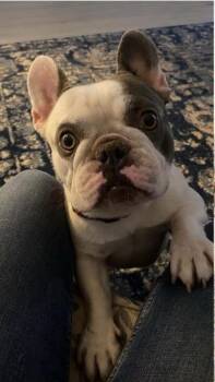 Maurice -  French Bulldog Dog for Adoption in Mesa, Arizona - Maurice | PetCurious