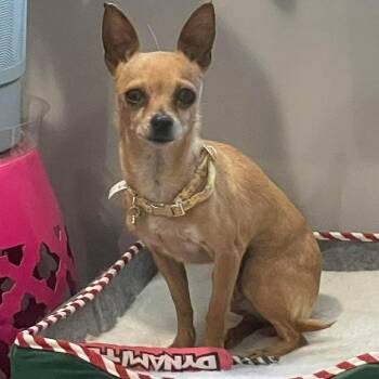 Chihuahua Dogs Available for Adoption - Winnie | PetCurious