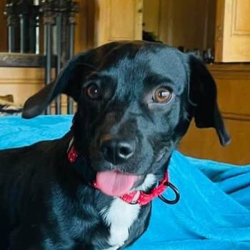 Gretchen -  Dachshund and Fox Terrier Dog for Adoption in Boerne, Texas - Gretchen | PetCurious