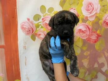 JADIS -  Pit Bull Terrier and Mixed Breed Dog for Adoption in San Bernardino, California - JADIS | PetCurious