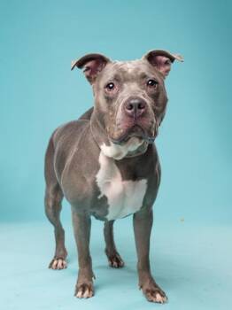 Keanu -  American Staffordshire Terrier and Mixed Breed Dog Available for Adoption in Atlanta, Georgia - Keanu | PetCurious