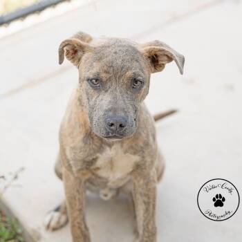 Mixed Breed Dogs Available for Adoption in Abilene, Texas - Titus | PetCurious