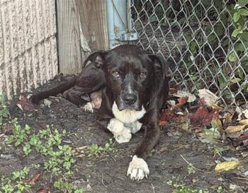 RYAN -  American Staffordshire Terrier and Labrador Retriever Dog for Adoption in Houston, Texas - RYAN | PetCurious