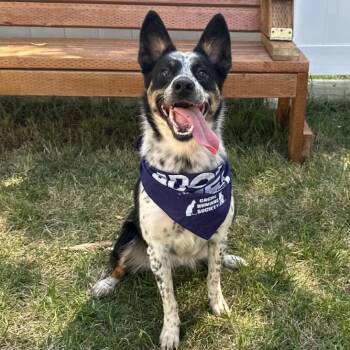 Paisley -  Australian Cattle Dog Blue Heeler Dog for Adoption in Logan, Utah - Paisley | PetCurious