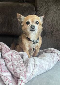 Chihuahua Dogs Available for Adoption - Bear | PetCurious