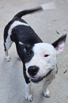 Boomerang -  Bull Terrier and Mixed Breed Dog for Adoption in Saint Clairsville, Ohio - Boomerang | PetCurious