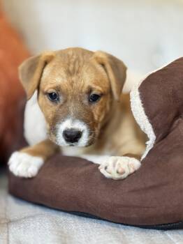 Rescue Yellow Labrador Retriever Dogs for Adoption in Sylvania, Georgia - Caramel Corn | PetCurious