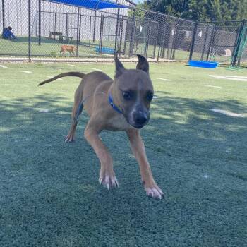 Mixed Breed Dogs Available for Adoption in Memphis, Tennessee - Emerald | PetCurious