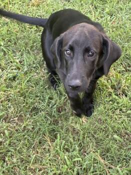 Laura Leigh -  Labrador Retriever Dog for Adoption in Warrington, Pennsylvania - Laura Leigh | PetCurious
