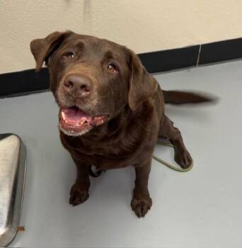 Chocolate Labrador Retriever Dogs Available for Adoption in Phoenix, Oregon - River | PetCurious