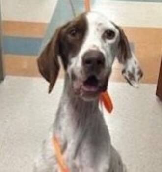 Rescue German Shorthaired Pointer and Mixed Breed Dogs for Adoption in Kansas City, Missouri - Mac | PetCurious