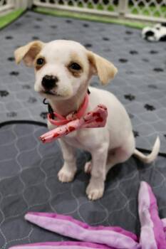 Shmoobie -  Chihuahua Dog for Adoption in Tucson, Arizona - Shmoobie | PetCurious