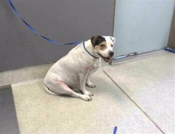 Rescue American Staffordshire Terrier and Mixed Breed Dogs for Adoption in Tallahassee, Florida - LOLA | PetCurious