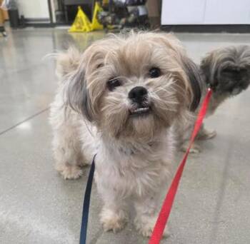 Shih Tzu and Miniature Poodle Dogs Available for Adoption - Beau | PetCurious