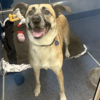 Mixed Breed Dogs Available for Adoption in Merriam, Kansas - Chula | PetCurious