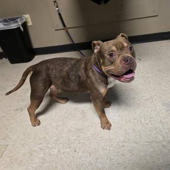 A430126 -  American Bulldog and Mixed Breed Dog for Adoption in Conroe, Texas - A430126 | PetCurious