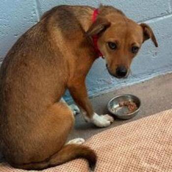 Mixed Breed Dogs Available for Adoption in Green Valley, Arizona - Windy | PetCurious