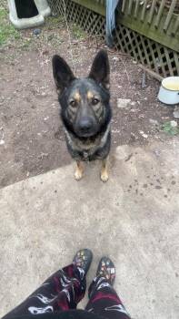 German Shepherd Dog Dogs Available for Adoption in Auburn, Indiana - Shadow | PetCurious