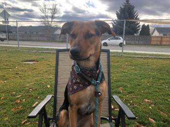 Rescue Mixed Breed Dogs for Adoption in Hamilton, Montana - Annie | PetCurious