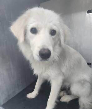 VENUS -  Great Pyrenees Dog for Adoption in San Antonio, Texas - VENUS | PetCurious