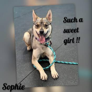 Sophie -  German Shepherd Dog Dog for Adoption in Fredericksburg, Virginia - Sophie | PetCurious