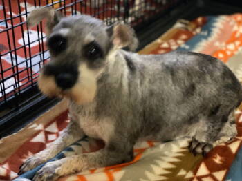 Rescue Schnauzer Dogs for Adoption in Lewistown, Pennsylvania - Shelly | PetCurious