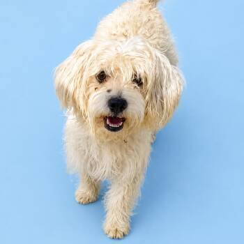 Cool Whip -  Maltese and Mixed Breed Dog for Adoption in Concord, North Carolina - Cool Whip | PetCurious