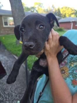Hans -  Mixed Breed Dog for Adoption in Hobart, Indiana - Hans | PetCurious