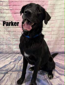 Parker -  Black Labrador Retriever Dog for Adoption in Quincy, Michigan - Parker | PetCurious