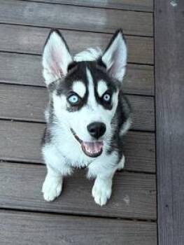 Mixed Breed Dogs Available for Adoption in Fairfax, Virginia - Titan | PetCurious
