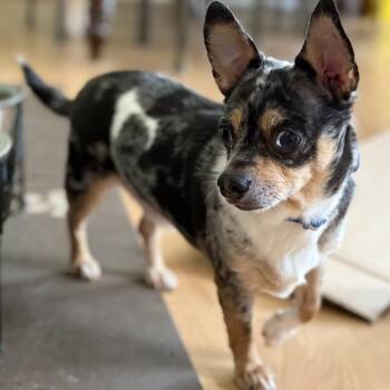Benjie -  Chihuahua Dog for Adoption in Rockville, Maryland - Benjie | PetCurious