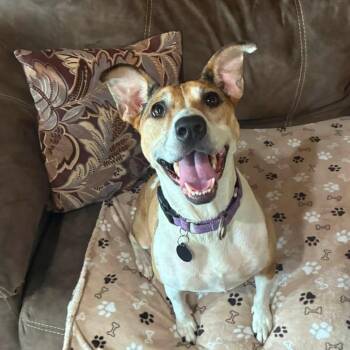 Rose -  Terrier Dog for Adoption in Minneapolis, Minnesota - Rose | PetCurious