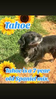 Spaniel Dogs Available for Adoption - Tahoe | PetCurious