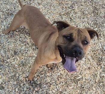 Pit Bull Terrier and Mixed Breed Dogs Available for Adoption in Albuquerque, New Mexico - BAMBI | PetCurious