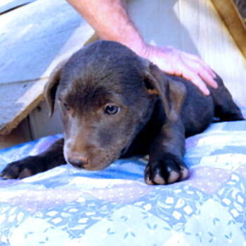 Rescue Rottweiler and Spaniel Dogs for Adoption in Rutherfordton, North Carolina - Unique | PetCurious