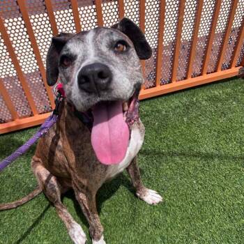 ZAZULA -  Pit Bull Terrier and Mixed Breed Dog for Adoption in Las Vegas, Nevada - ZAZULA | PetCurious