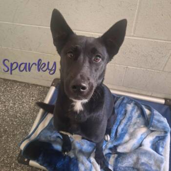 Rescue Husky and Pit Bull Terrier Dogs for Adoption in Parkersburg, West Virginia - Sparky | PetCurious