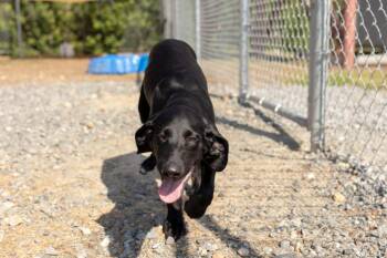 2026-129  Cricket -  Hound Dog for Adoption in Lakeland, Georgia - 2026-129  Cricket | PetCurious