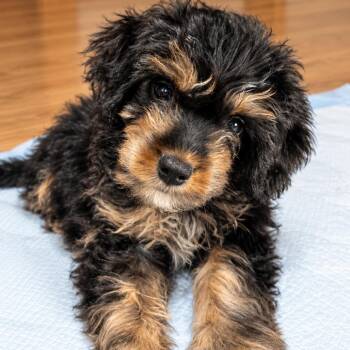 CC -  Beagle and Poodle Dog for Adoption in Cincinnati, Ohio - CC | PetCurious