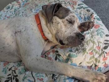 Riddle -  Pit Bull Terrier and Mixed Breed Dog for Adoption in Kansas City, Missouri - Riddle | PetCurious