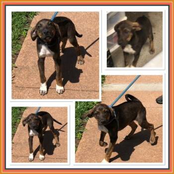 Australian Cattle Dog Blue Heeler and Hound Dogs Available for Adoption in Buckhannon, West Virginia - BOWIE | PetCurious