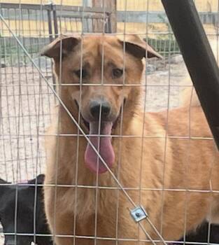 Cody -  Shepherd Dog for Adoption in Longmont, Colorado - Cody | PetCurious