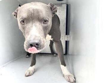 A661437 -  Pit Bull Terrier Dog for Adoption in Houston, Texas - A661437 | PetCurious